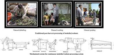 Development and evaluation of continuous inshelled walnut processing system