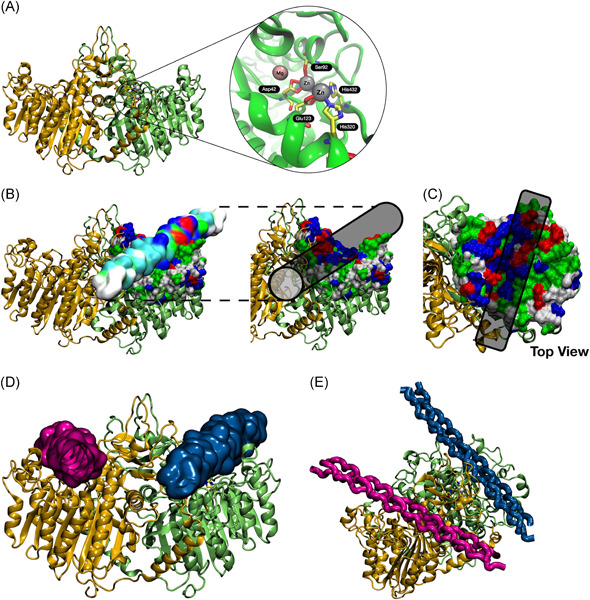Alkaline phosphatase dual-binding sites for collagen dictate cell migration and microvessel assembly in vitro