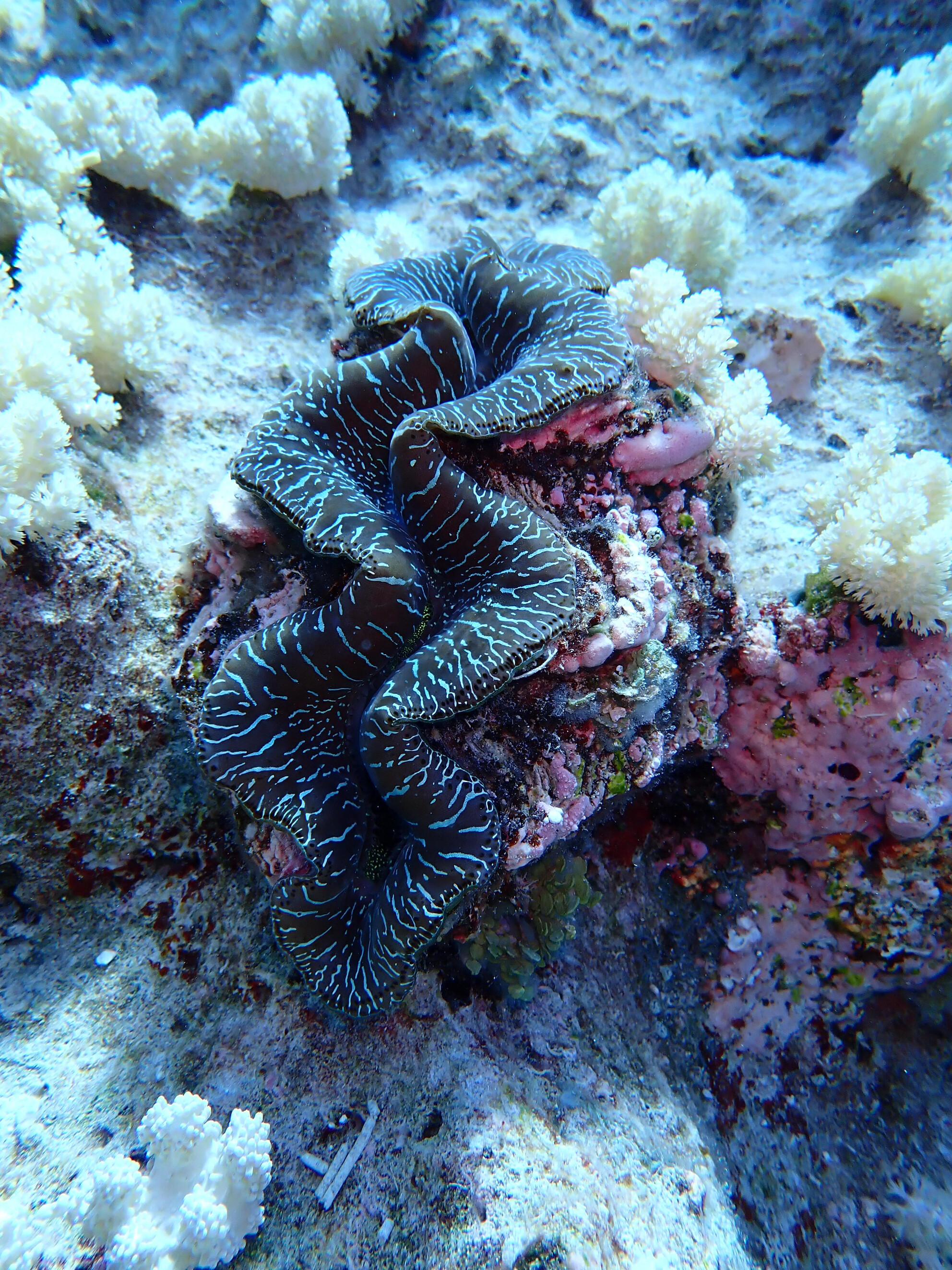 Of Clams and Clades: Genetic Diversity and Connectivity of Small Giant Clams (Tridacna maxima) in the Southern Pacific Ocean
