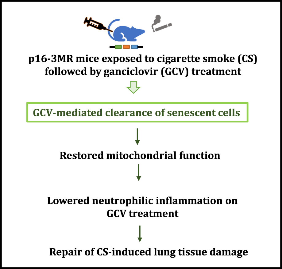 Clearance of senescent cells reverts the cigarette smoke-induced lung senescence and airspace enlargement in p16-3MR mice