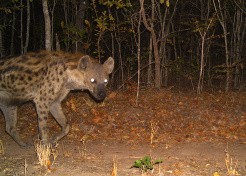 Prey availability and intraguild competition regulate the spatiotemporal dynamics of a modified large carnivore guild