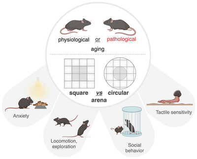 Behavioral Settings are Crucial for Assessing Sensorimotor, Anxiety, and Social Changes in Aging and Spinal Cord Injury