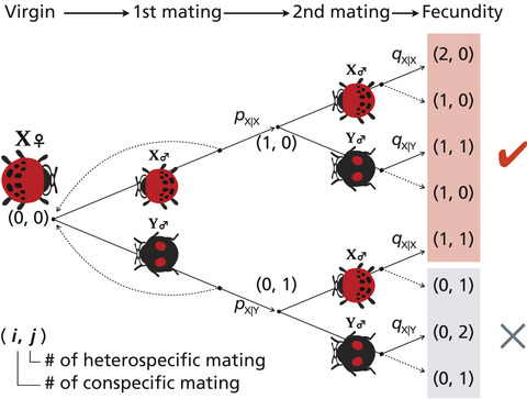 Reproductive interference hampers species coexistence despite conspecific sperm precedence