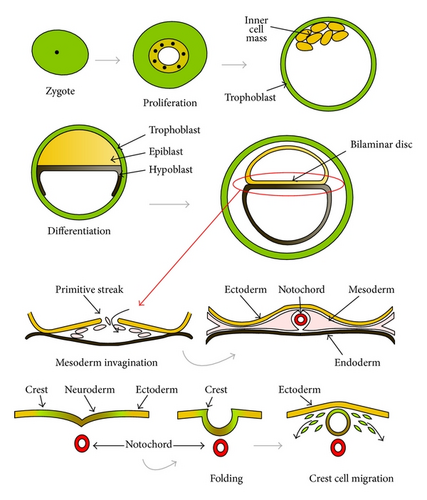 Details are in the caption following the image