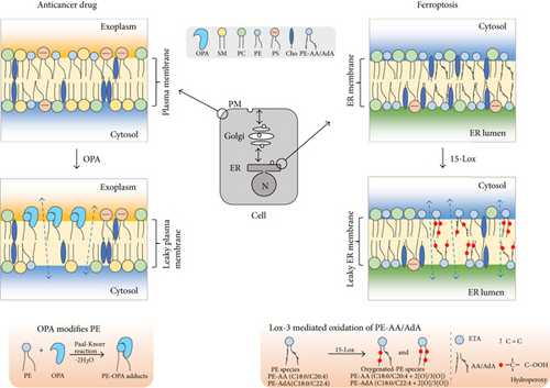 Details are in the caption following the image Details are in the caption following the image