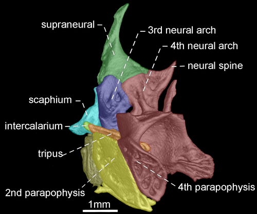 Details are in the caption following the image Details are in the caption following the image