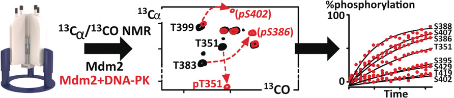 Sensitivity-Enhanced 13C-NMR Spectroscopy for Monitoring Multisite Phosphorylation at Physiological Temperature and pH