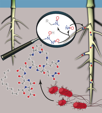 Genomics-Driven Discovery of NO-Donating Diazeniumdiolate Siderophores in Diverse Plant-Associated Bacteria