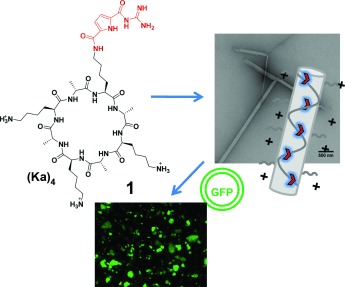 Incorporation of a Non-Natural Arginine Analogue into a Cyclic Peptide Leads to Formation of Positively Charged Nanofibers Capable of Gene Transfection