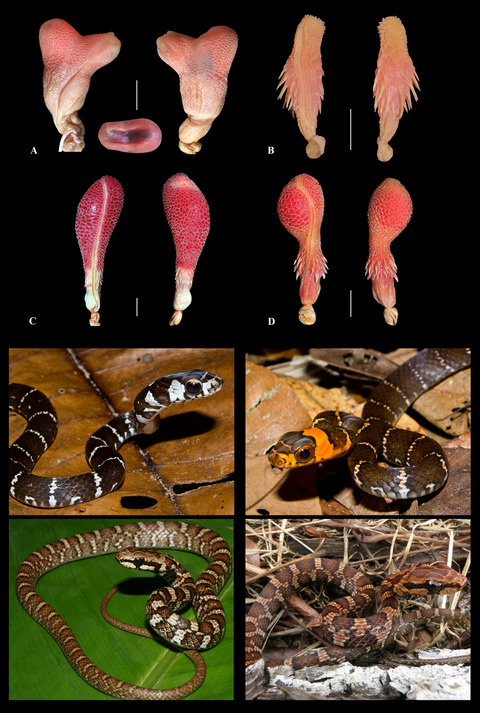 Higher-level phylogenetic affinities of the Neotropical genus Mastigodryas Amaral, 1934 (Serpentes: Colubridae), species-group definition and description of a new genus for Mastigodryas bifossatus