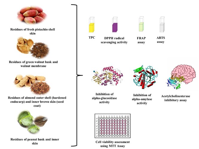 Valorization of various nut residues grown in Turkiye: Antioxidant, anticholinesterase, antidiabetic, and cytotoxic activities1