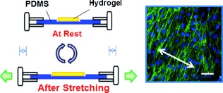 Tailoring Hydrogel Adhesion to Polydimethylsiloxane Substrates Using Polysaccharide Glue
