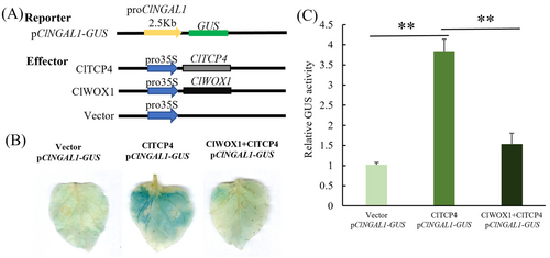 Details are in the caption following the image Details are in the caption following the image