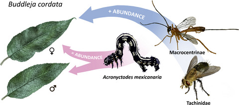 Effects of plant sex on insect abundance across three trophic levels in the perennial shrub Buddleja cordata