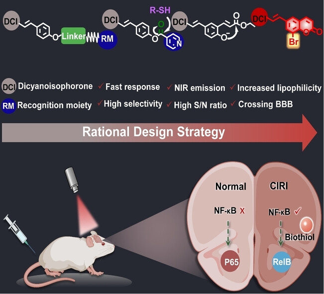 A Fluorescent Probe for Investigating the Role of Biothiols in Signaling Pathways Associated with Cerebral Ischemia-Reperfusion Injury