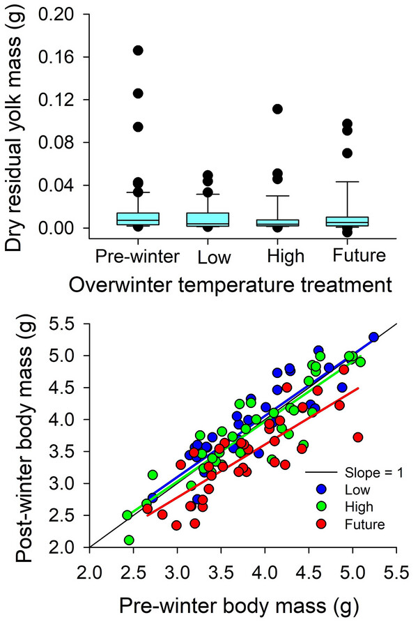 Increased nest temperature during winter does not affect residual yolk metabolism of hatchling painted turtles (Chrysemys picta)