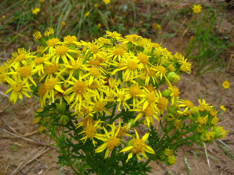 Long-term trends in the distribution, abundance and impact of native “injurious” weeds