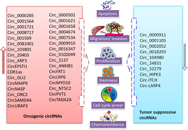 Emerging landscape of circular RNAs as biomarkers and pivotal regulators in osteosarcoma