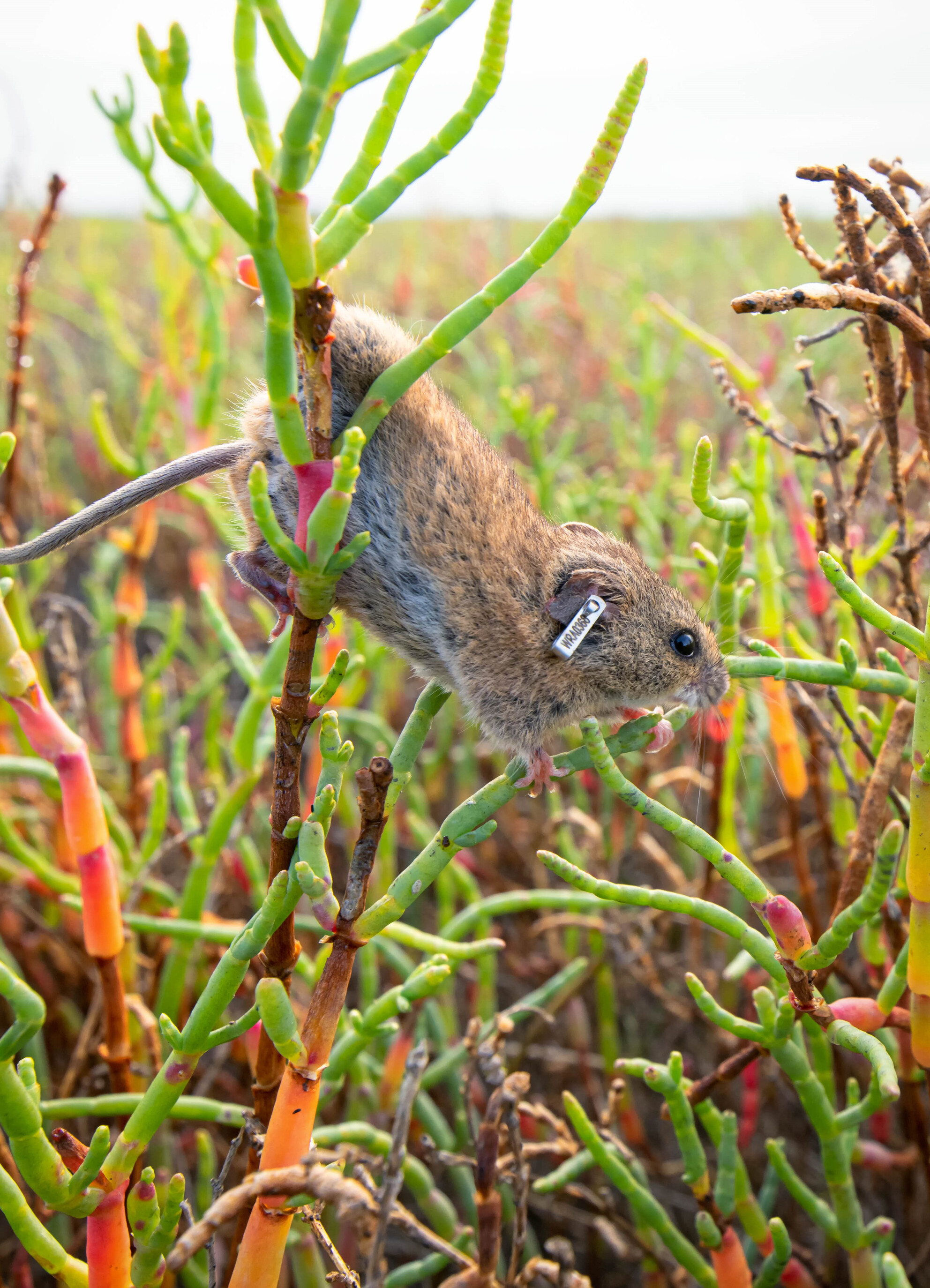 Application of lidar to assess the habitat selection of an endangered small mammal in an estuarine wetland environment