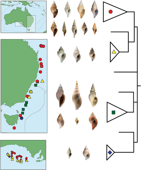 Deep Downunder: Integrative taxonomy of Austrobela, Spergo, Theta and Austrotheta (Gastropoda: Conoidea: Raphitomidae) from the deep sea of Australia