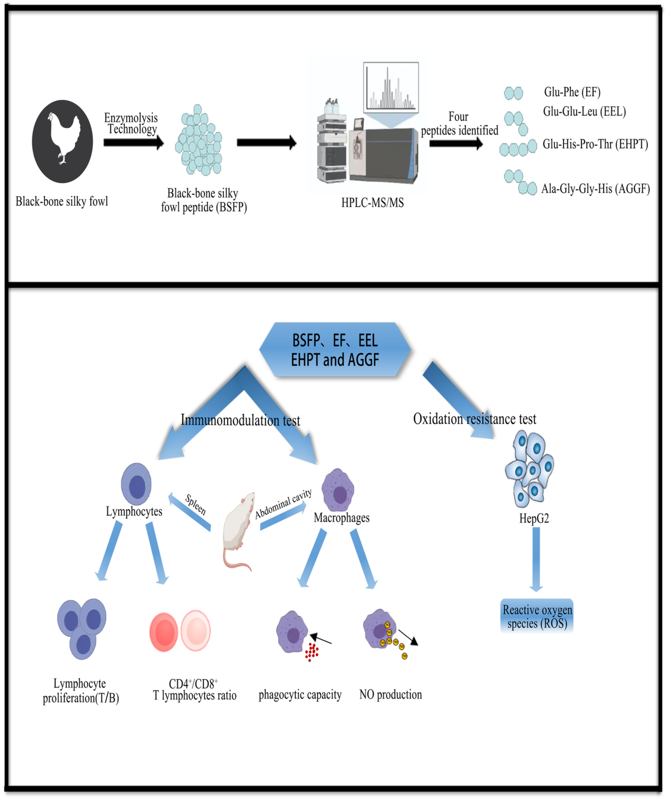 In vitro immunomodulatory and antioxidant effects of oligopeptides and four characteristic peptides in black-bone silky fowl (Gallus gallus domesticus Brisson)