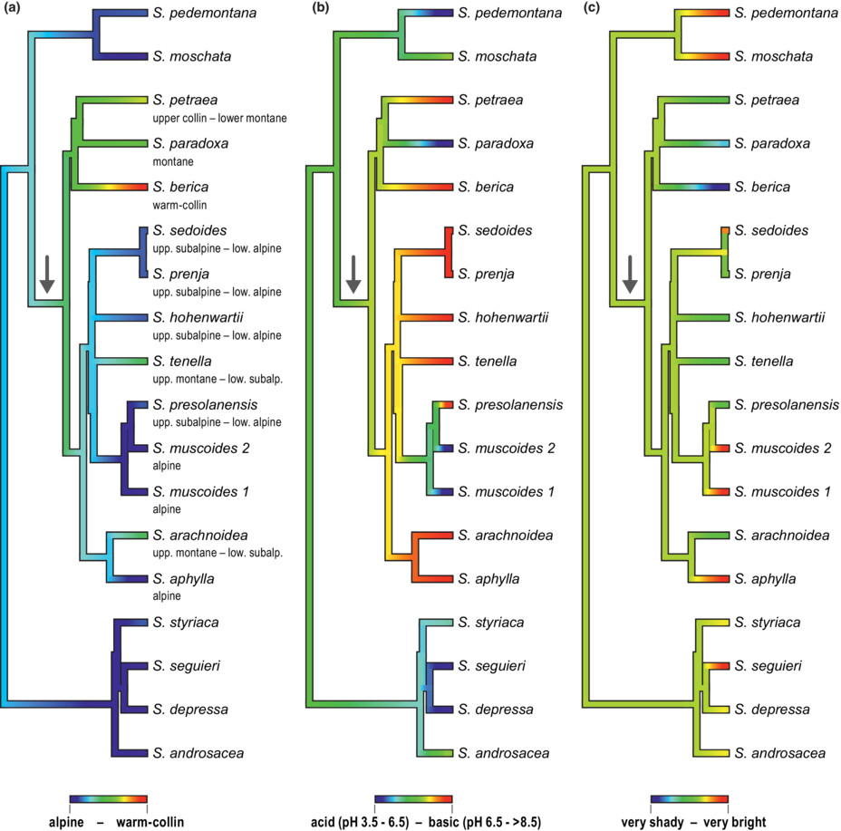 Phylogeny of Saxifraga section Saxifraga subsection Arachnoideae (Saxifragaceae) and the origin of low elevation shade-dwelling species