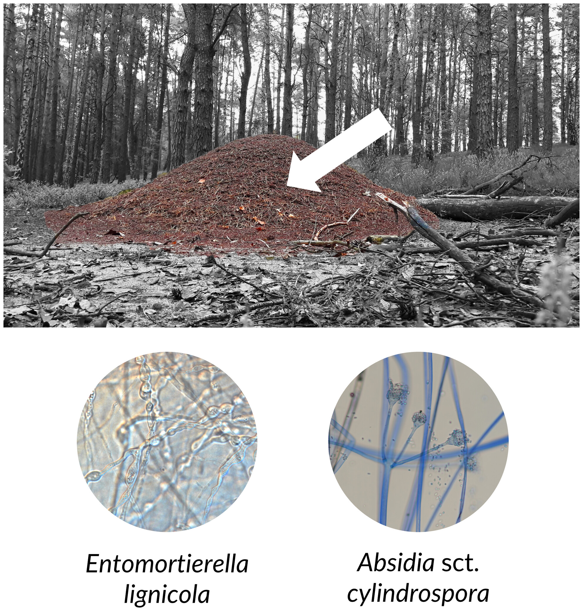 Ant's Nest as a microenvironment: Distinct Mucoromycota (Fungi) community of the red wood ants' (Formica polyctena) mounds