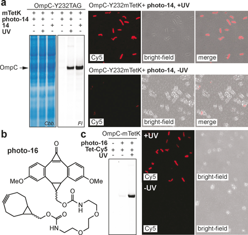 Details are in the caption following the image Details are in the caption following the image