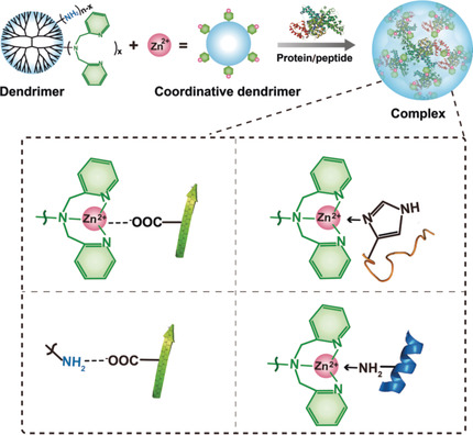 A Coordinative Dendrimer Achieves Excellent Efficiency in Cytosolic Protein and Peptide Delivery