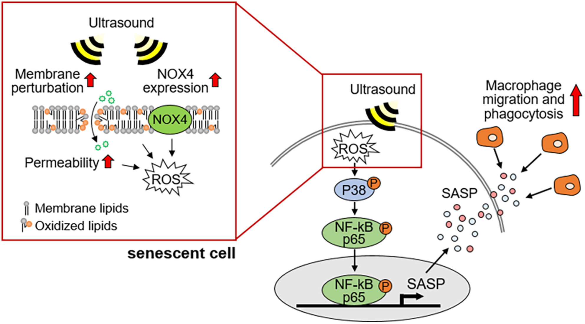 Low-Intensity Pulsed Ultrasound Treatment Selectively Stimulates Senescent Cells to Promote SASP Factors for Immune Cell Recruitment