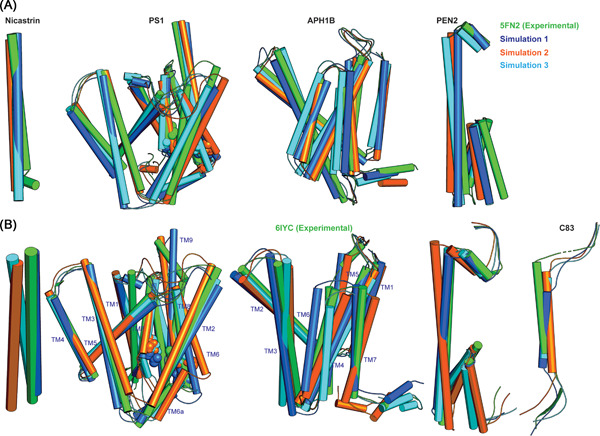 Membrane dynamics of γ-secretase with the anterior pharynx-defective 1B subunit