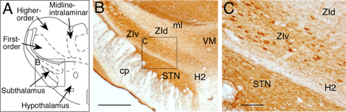 Details are in the caption following the image Details are in the caption following the image