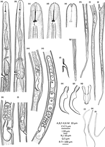Details are in the caption following the image Details are in the caption following the image
