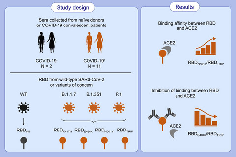 Molecular definition of severe acute respiratory syndrome coronavirus 2 receptor-binding domain mutations: Receptor affinity versus neutralization of receptor interaction