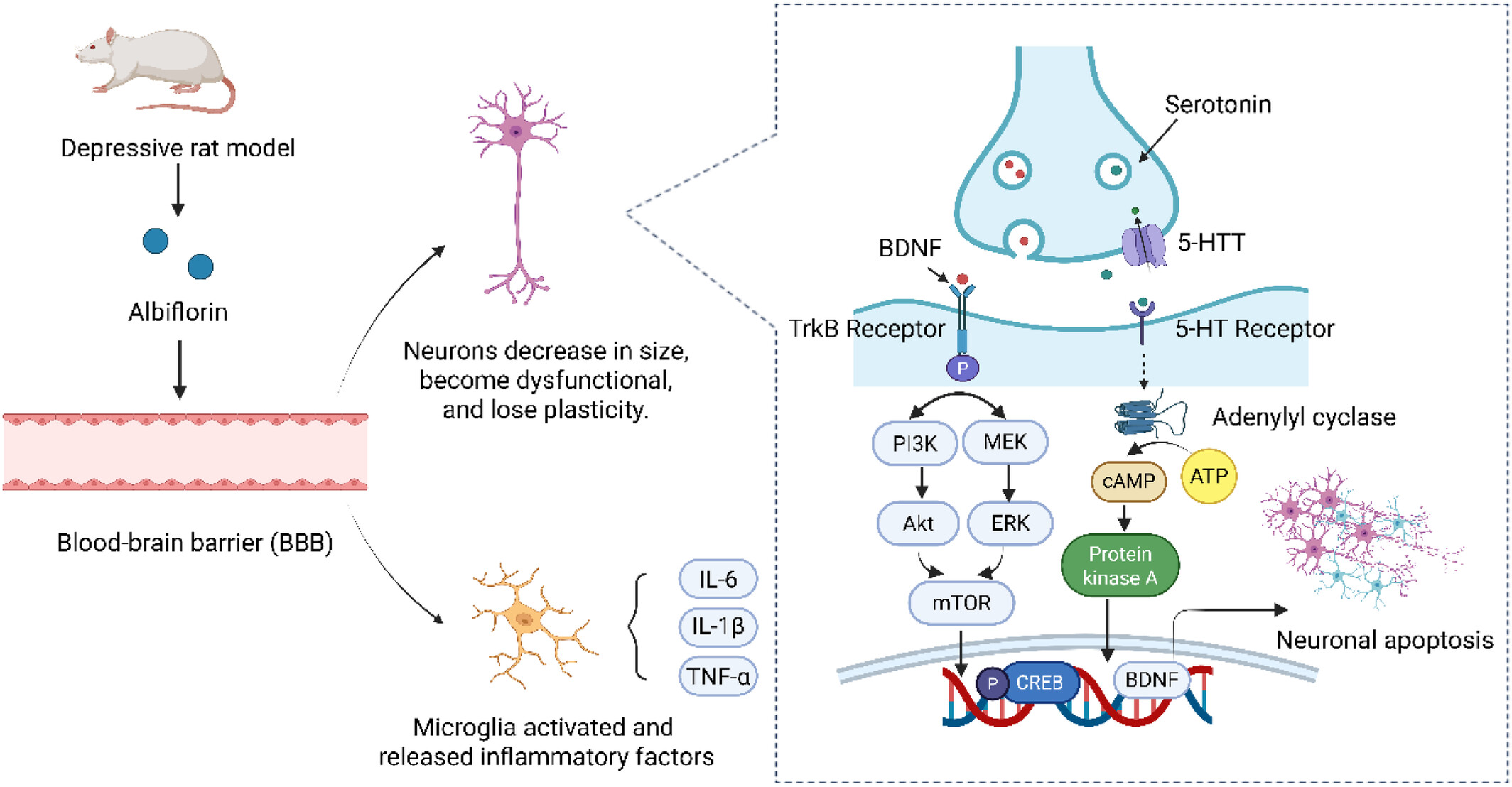 Albiflorin on Neuropsychiatric and Neurodegenerative Disorders: A Systematic Review