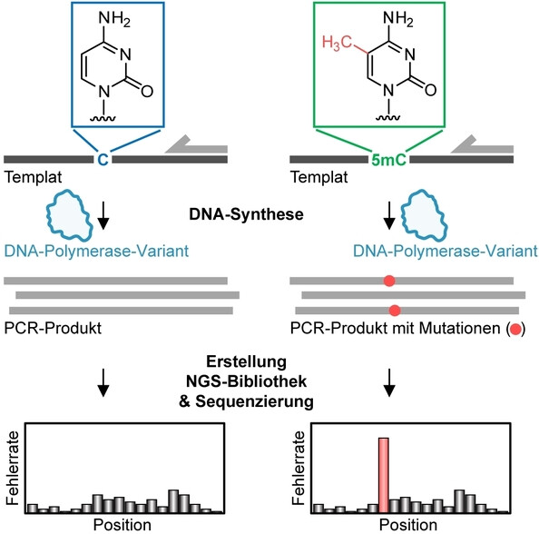 Eine DNA-Polymerase-Variante erkennt den epigenetischen Marker 5-Methylcytosin durch erhöhten Fehleinbau