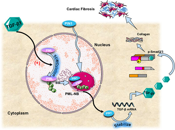 TGF-β1-PML SUMOylation-peptidyl-prolyl cis–trans isomerase NIMA-interacting 1 (Pin1) form a positive feedback loop to regulate cardiac fibrosis