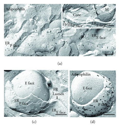 Details are in the caption following the image