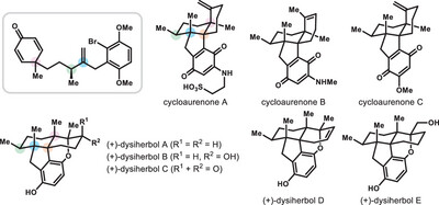 Enantioselective Divergent Total Syntheses of Cycloaurenones and Dysiherbols