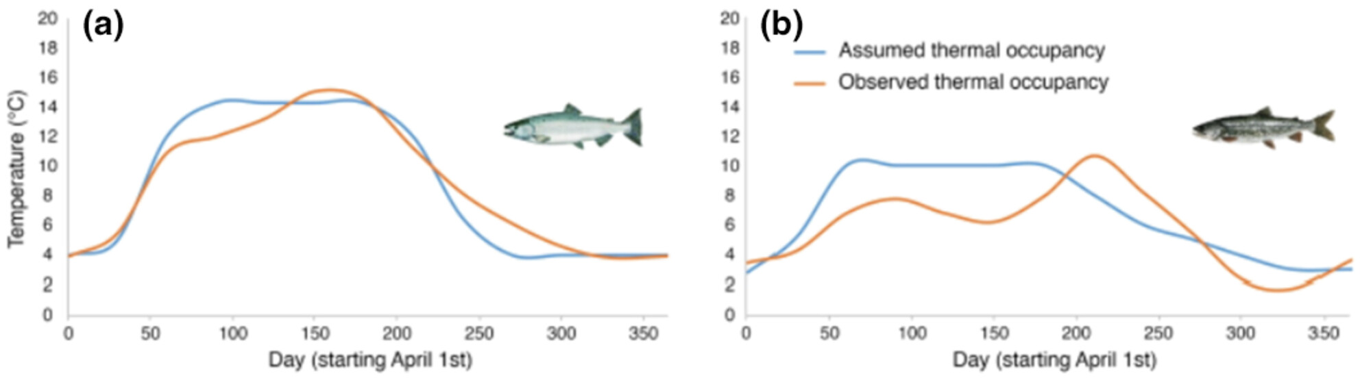 Realized thermal niche approach eliminates temperature bias in bioenergetic model estimates