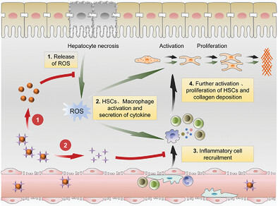 Multiplexing Nanodrug Ameliorates Liver Fibrosis via ROS Elimination and Inflammation Suppression
