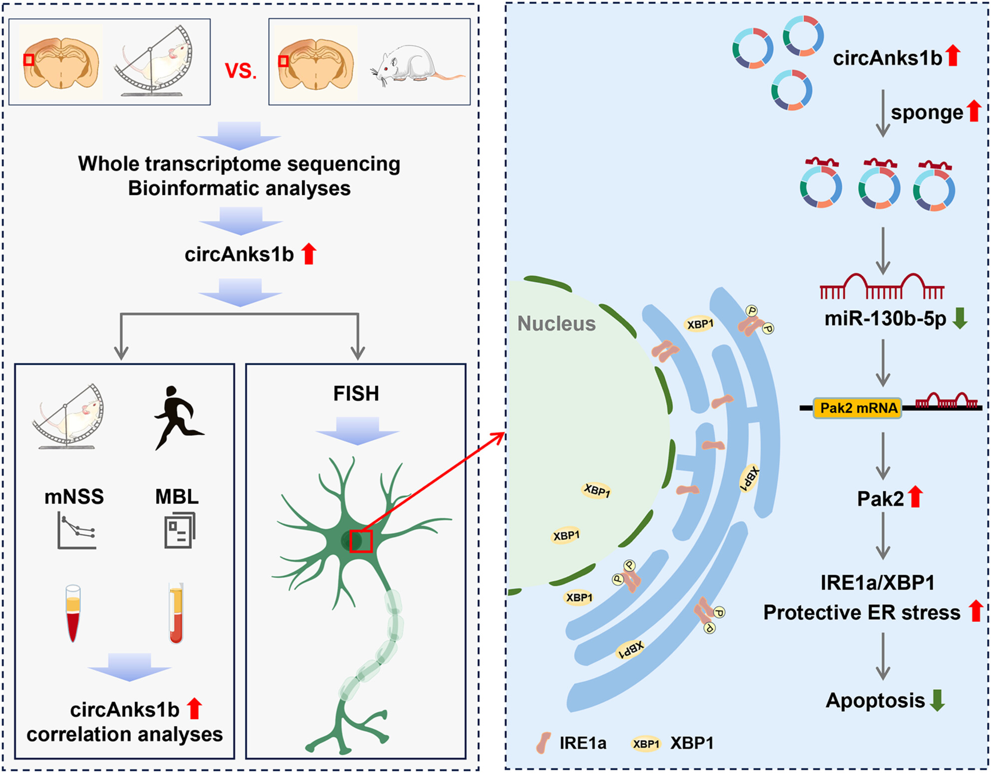 Physical exercise-induced circAnks1b upregulation promotes protective endoplasmic reticulum stress and suppresses apoptosis via miR-130b-5p/Pak2 signaling in an ischemic stroke model