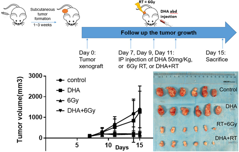 Hypofractionated radiotherapy (RT) combined with dihydroartemisinin (DHA): No synergistic effect observed in a preliminary animal study