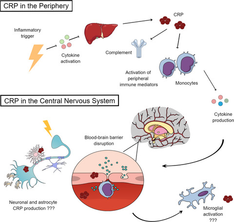 C-Reactive Protein: Marker of risk for post-traumatic stress disorder and its potential for a mechanistic role in trauma response and recovery