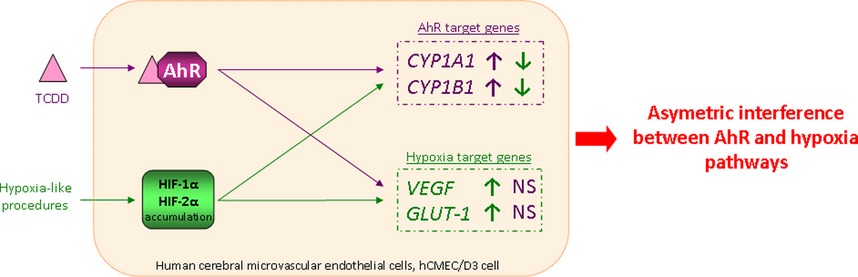 Hypoxia interferes with aryl hydrocarbon receptor pathway in hCMEC/D3 human cerebral microvascular endothelial cells