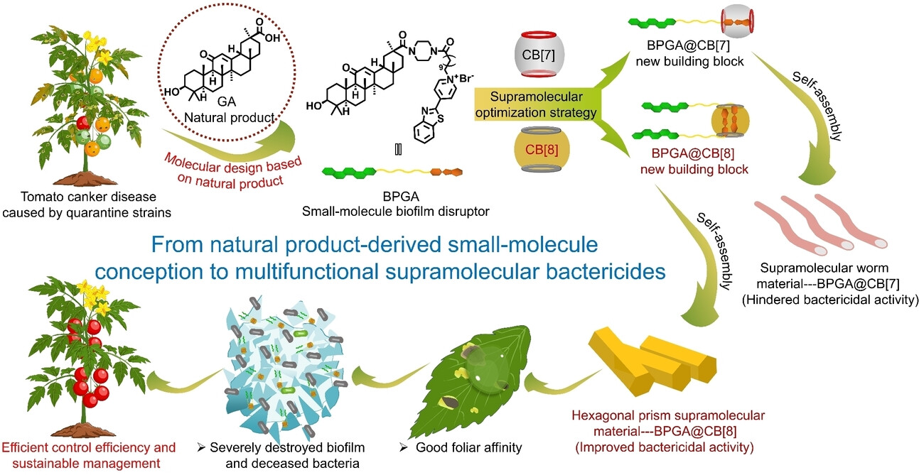 From Natural Product Derivative to Hexagonal Prism Supermolecule: Potent Biofilm Disintegration, Enhanced Foliar Affinity, and Effective Management of Tomato Bacterial Canker