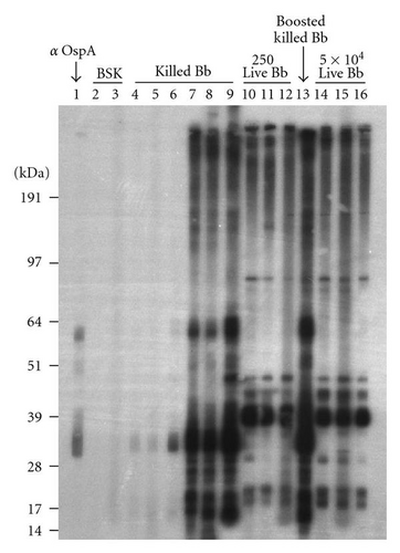 Details are in the caption following the image