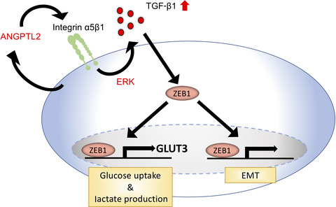 Tumor cell-derived angiopoietin-like protein 2 establishes a preference for glycolytic metabolism in lung cancer cells