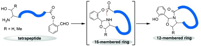 Synthesis of Constrained Head-to-Tail Cyclic Tetrapeptides by an Imine-Induced Ring-Closing/Contraction Strategy