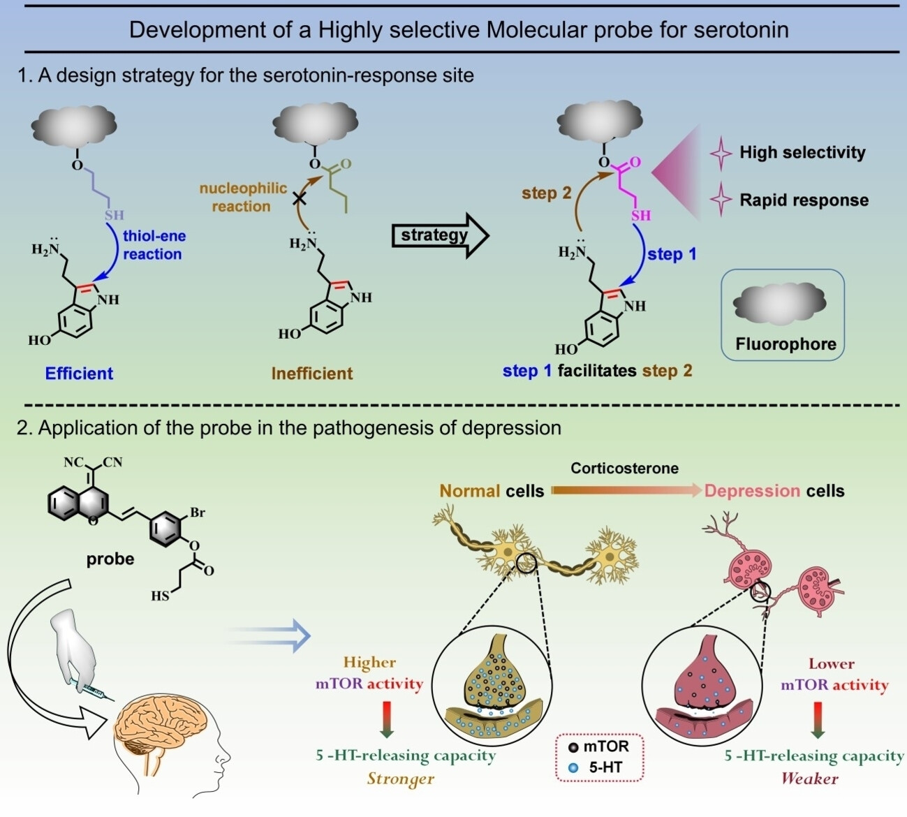 Development of a Fluorescent Probe with High Selectivity based on Thiol-ene Click Nucleophilic Cascade Reactions for Delving into the Action Mechanism of Serotonin in Depression